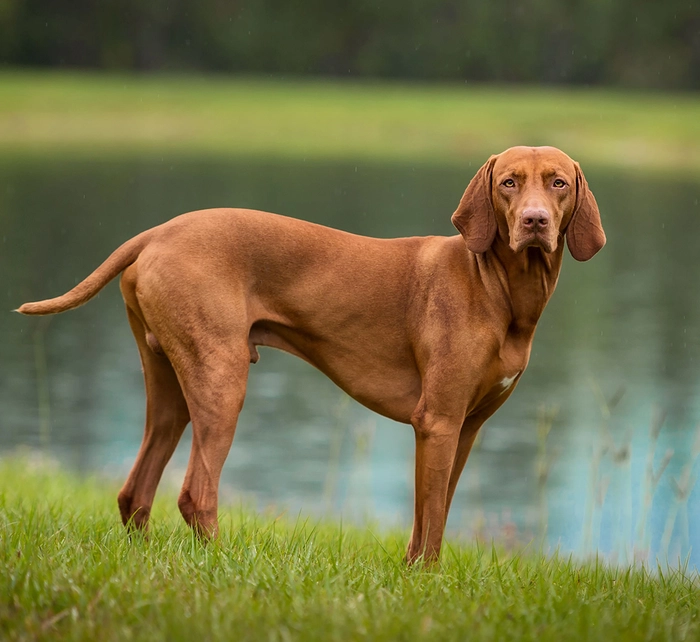 نژاد ویشلا Vizsla