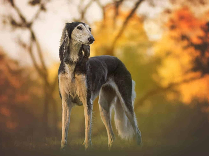 نژاد سالوکی Saluki